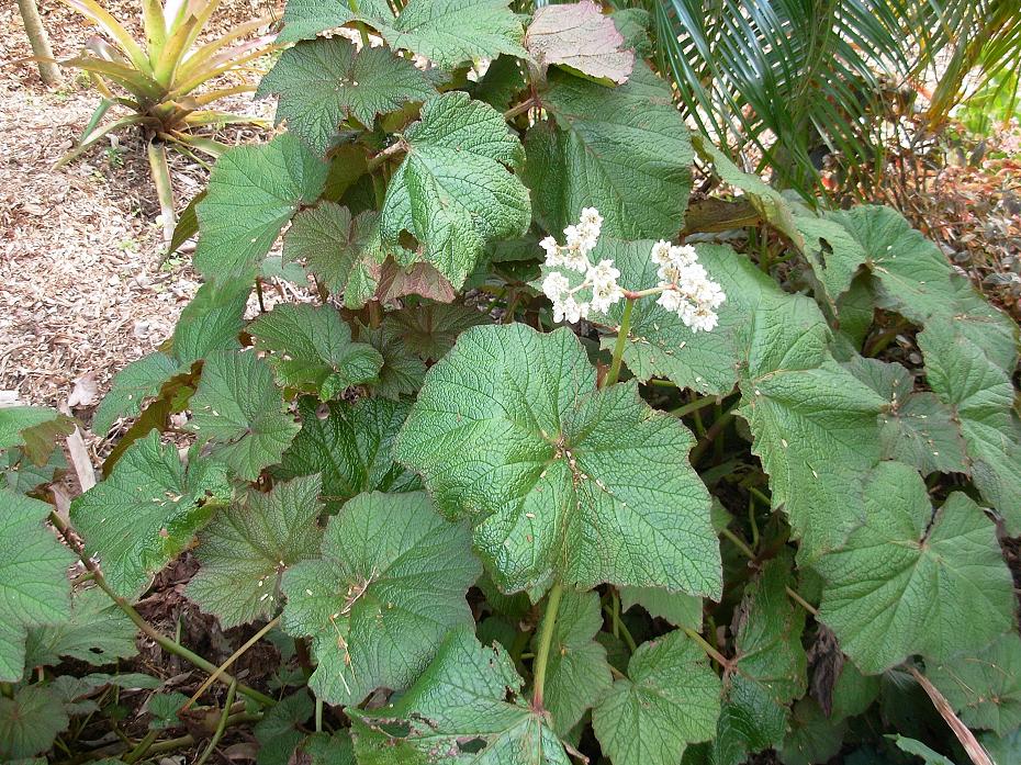B. valida